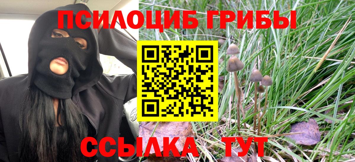 купить  цена  Галлюциногенные грибы GOLDEN TEACHER  Псилоцибиновые грибы Psilocybe  Вход с VPN  Нововоронеж 